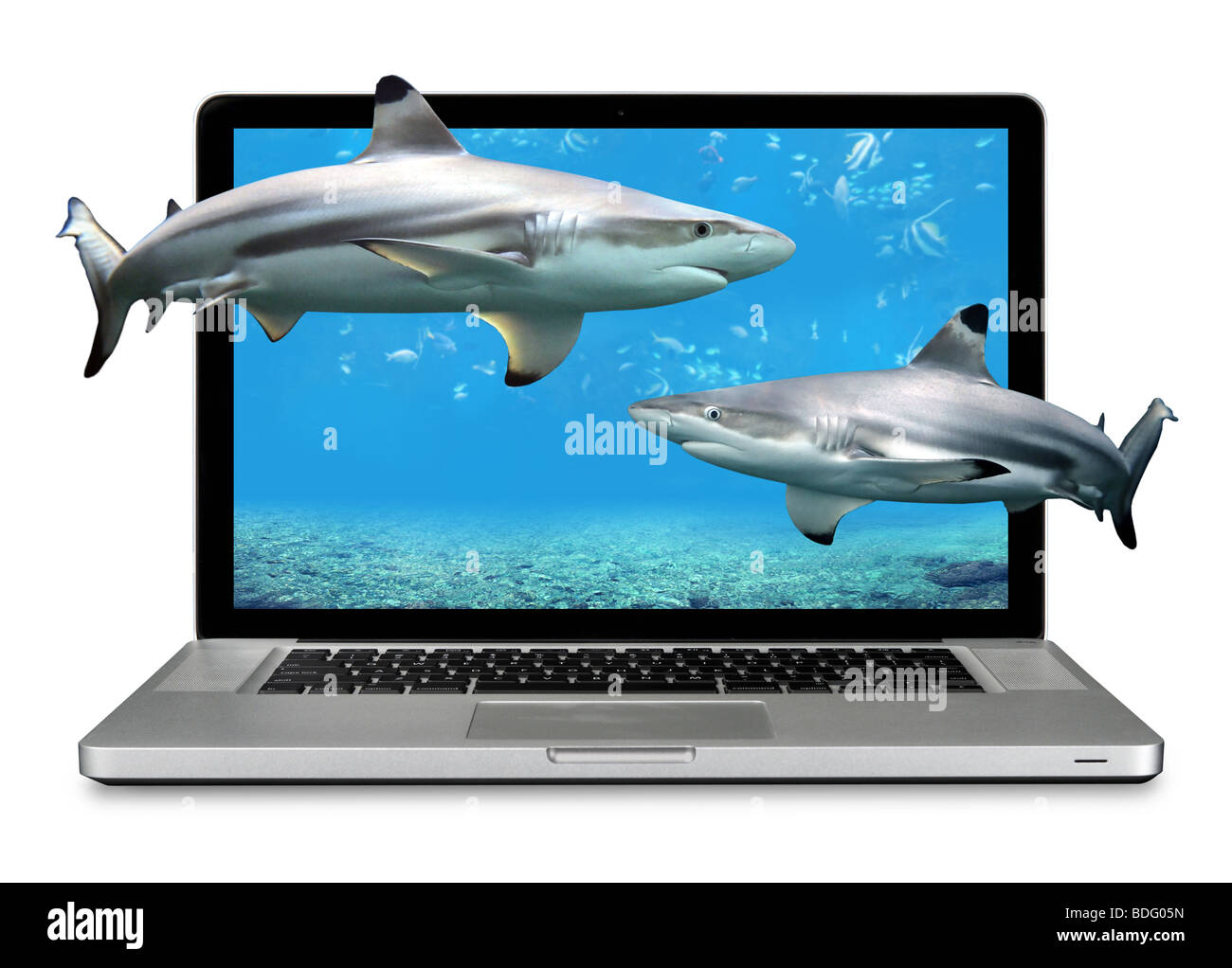 Laptop moderno computer con gli squali nuotare fuori dello schermo isolato su bianco Foto Stock