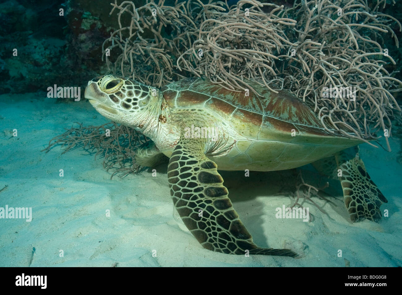 Una tartaruga embricata strofinando il suo guscio contro una gorgonia in Palau. Foto Stock