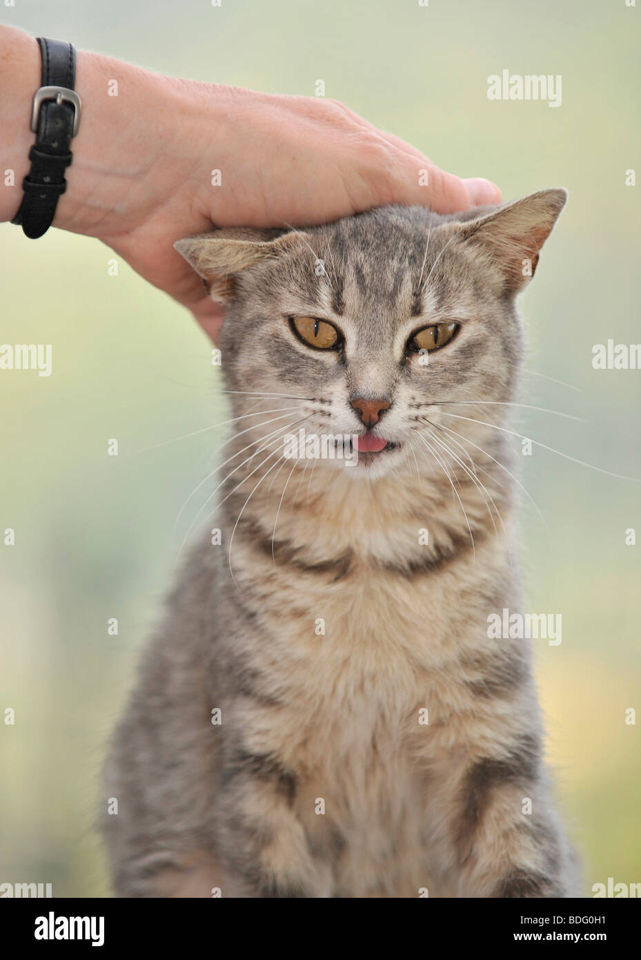 Amore animale, tabby cat gode essendo petted Foto Stock