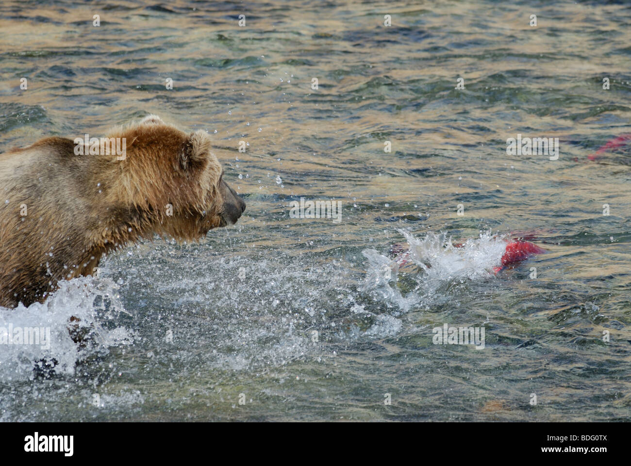 Orso bruno o orso grizzly, Ursus arctos horribilis, salmone di caccia Foto Stock