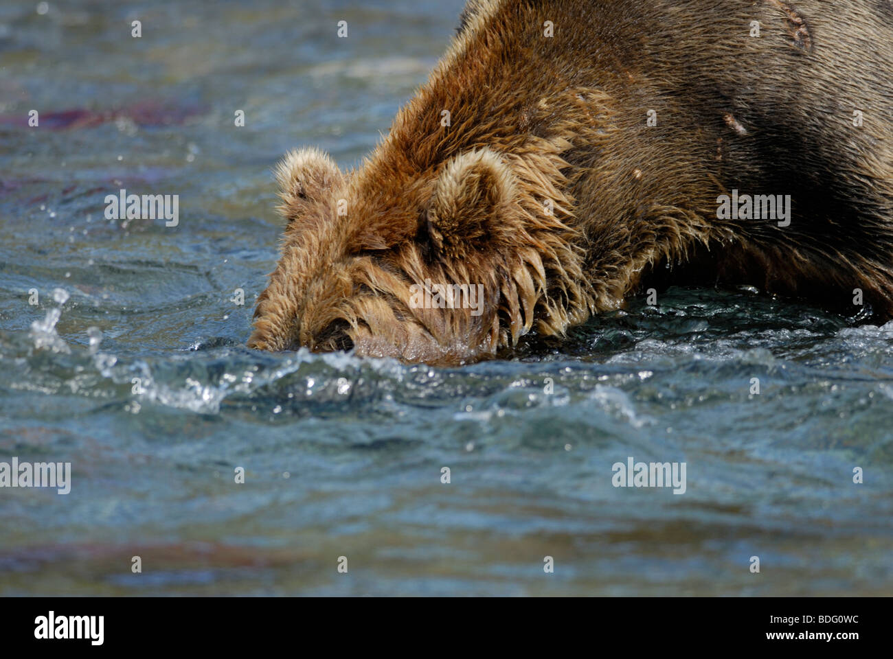 Orso bruno (orso grizzly) Ursus arctos horribilis, testa in acqua alla ricerca di salmone. Primo in sequenza con immagine # BDG0WJ Foto Stock