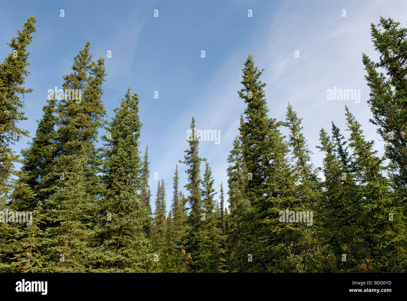 La Taiga, Parco Nazionale di Denali, Alaska Foto Stock