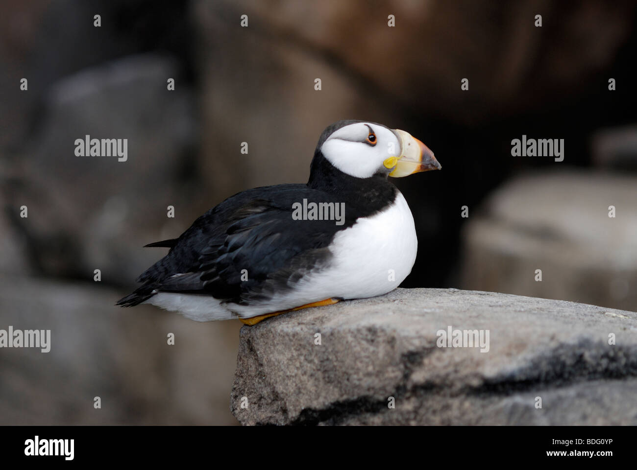 Cornuto puffini, fratercula corniculata, appoggiato su una roccia Foto Stock