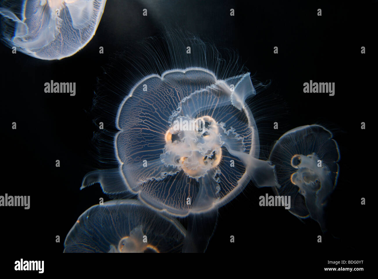 Luna meduse, Aurelia aurita. Noto anche come luna jelly, saucer jelly, o comune medusa Foto Stock