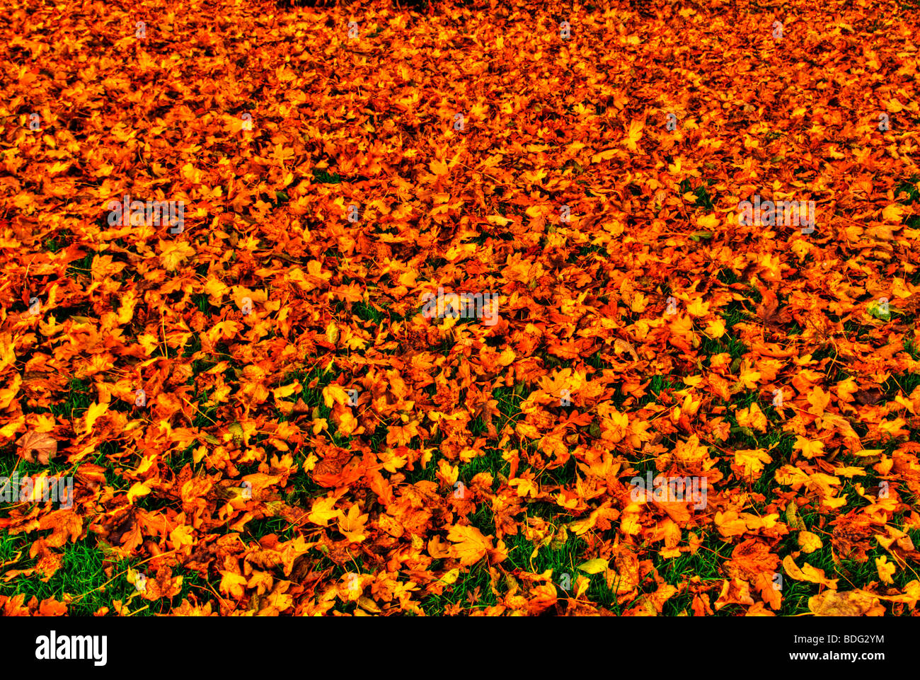 HDR - High Dynamic Range Immagine di foglie di autunno sul pavimento, England, Regno Unito Foto Stock