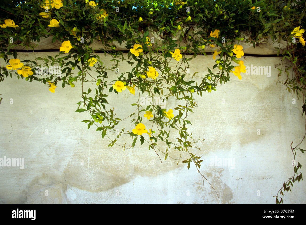 Spagna Andilusia Ronda fiori gialli Foto Stock