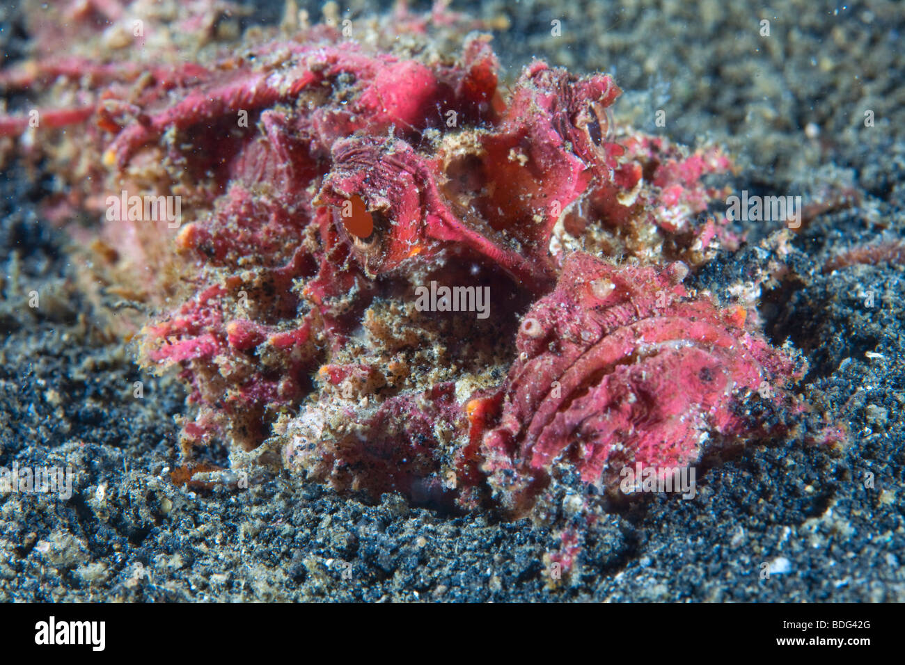 Barbuto ghoul pesce, devilfish spinosa (Inimicus didactylus), scavate nella sabbia, Lembeh strait, Sulawesi, Indonesia, il sud-est asiatico Foto Stock