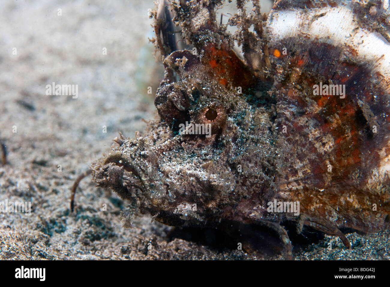 Diavolo scorfani (Inimicus didactylus), Sulawesi, Indonesia, il sud-est asiatico Foto Stock