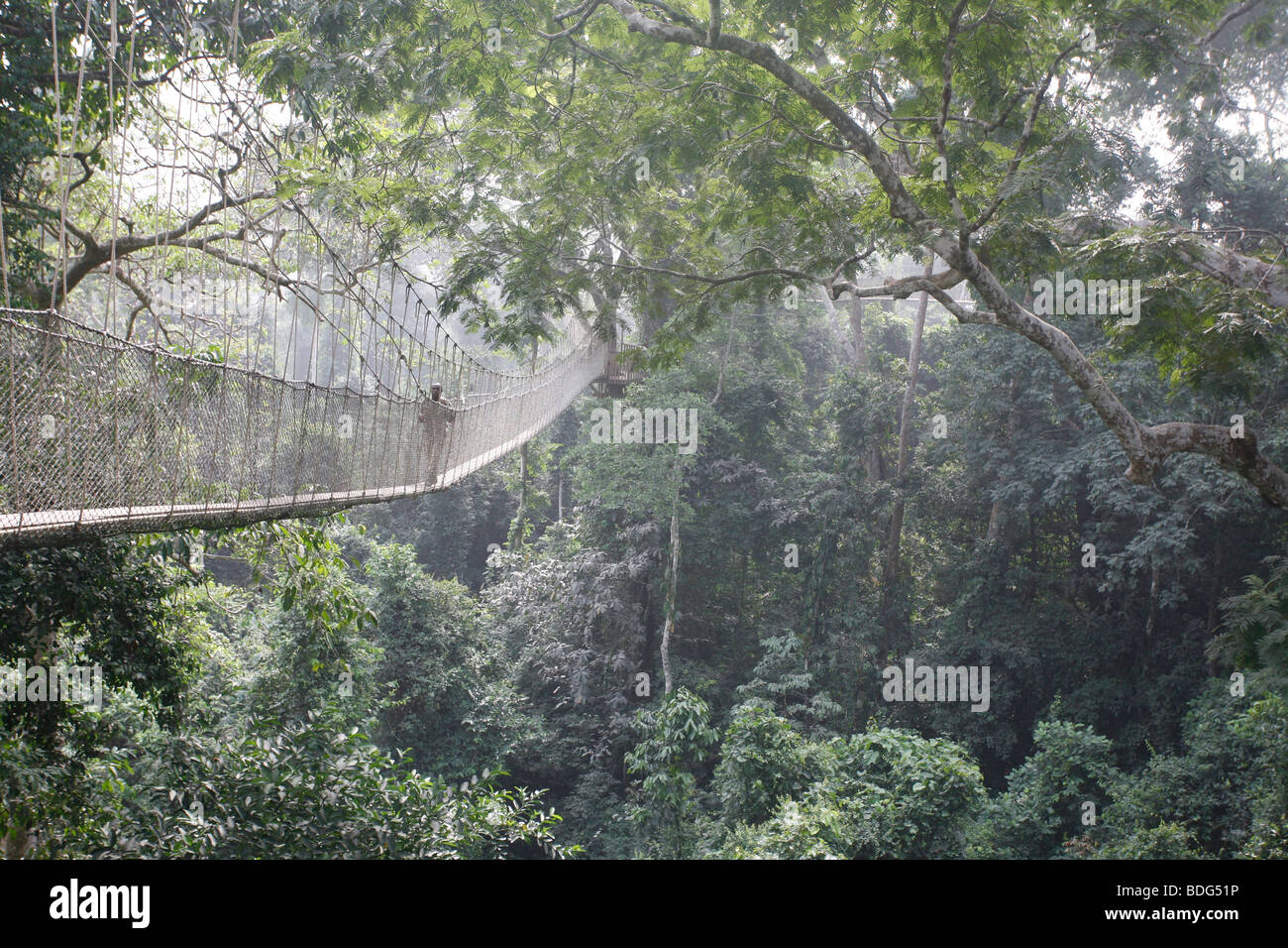 I turisti il Tree Top Walk tettoia modo in alto nella parte superiore della foresta. Tour di Kakum National Park. Nei pressi di Cape Coast. Africa Ghana Foto Stock