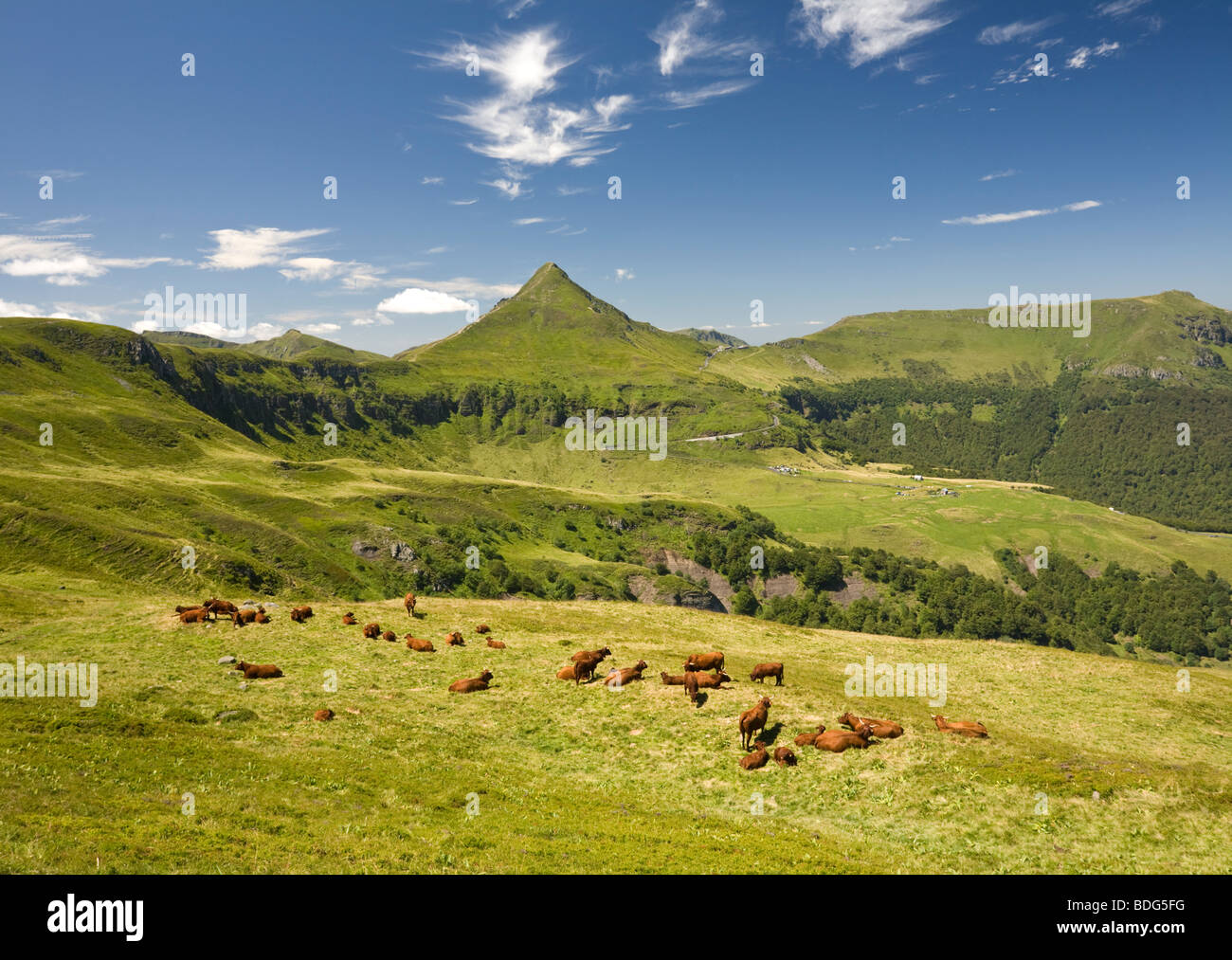 Summering di mucche di razza Salers su Cantal pascoli (Francia). Vaches de razza Salers à l'estive dans les Monts du Cantal. Foto Stock