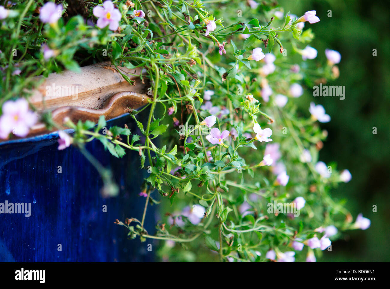 Minuscoli fiori rosa (bacopa / sutera grandiflora) cascading oltre il bordo del contenitore Foto Stock