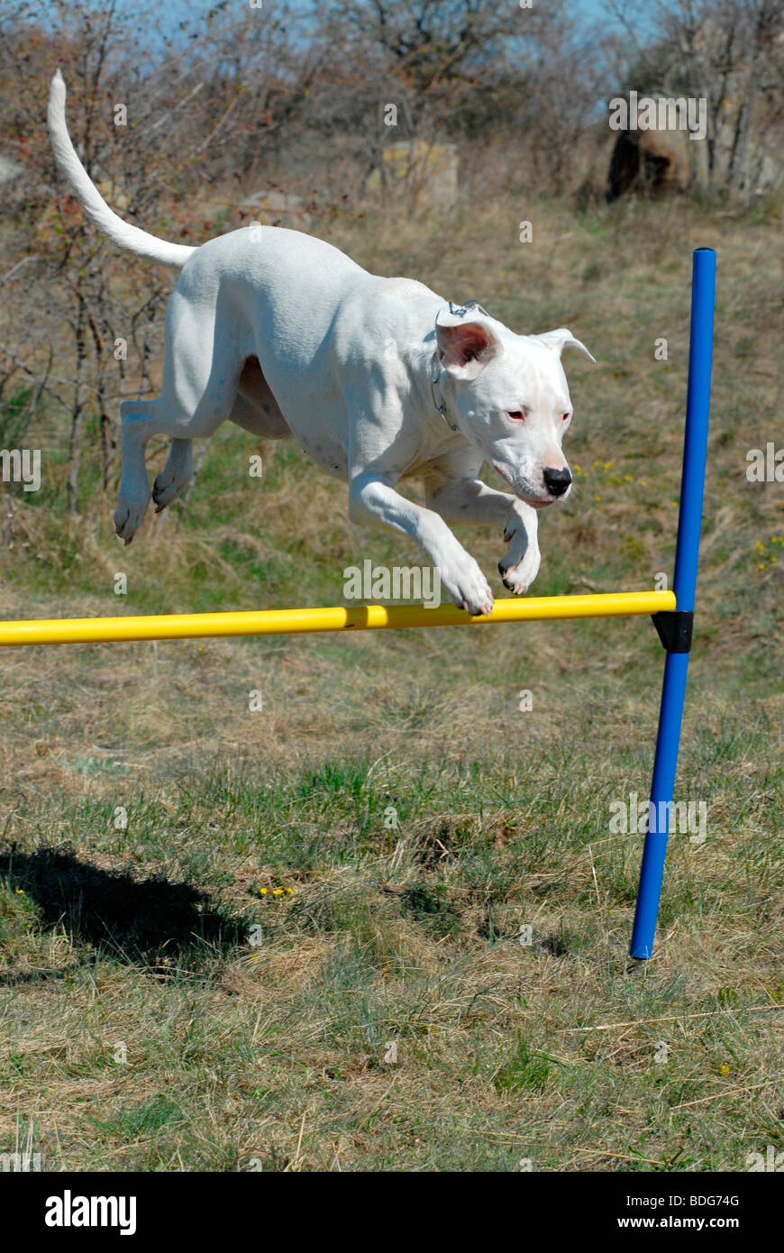 Dogo Argentino saltando un ostacolo Foto Stock