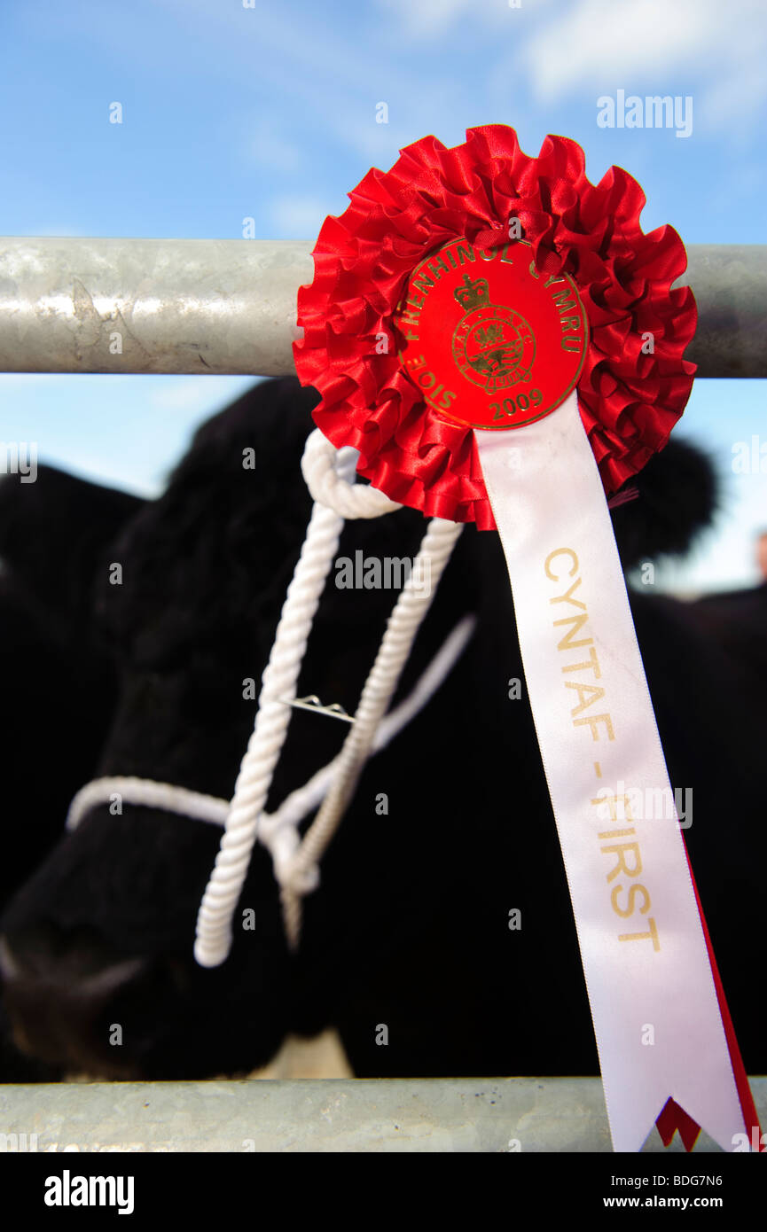 Red Rosette il primo vincitore del premio bull , Royal Welsh Agricultural Show Foto Stock