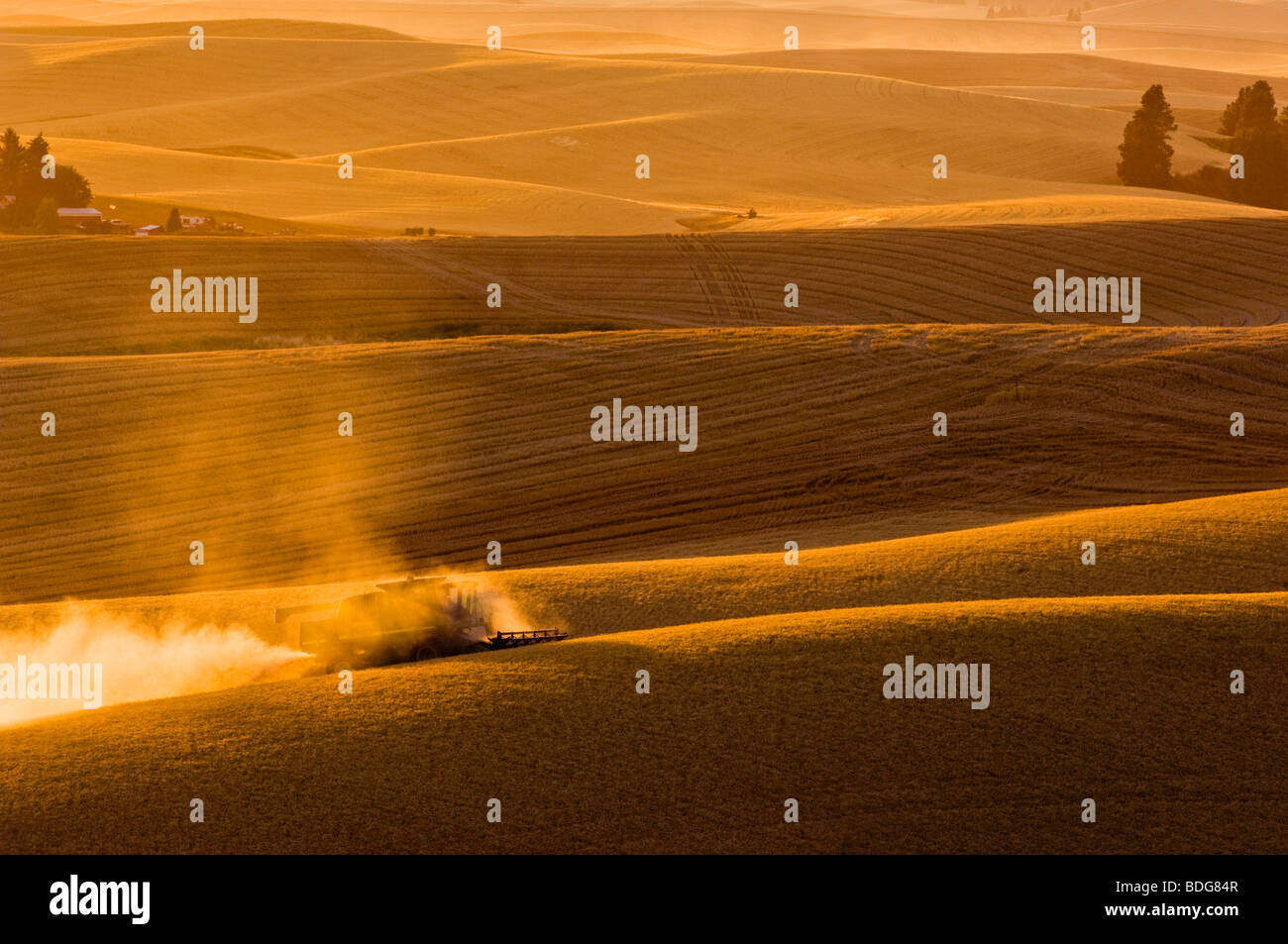 Una mietitrebbia John Deere morbido di raccolti di grano bianco di rotolamento sul terreno collinare al tramonto / Regione Palouse, vicino Pullman, Washington. Foto Stock