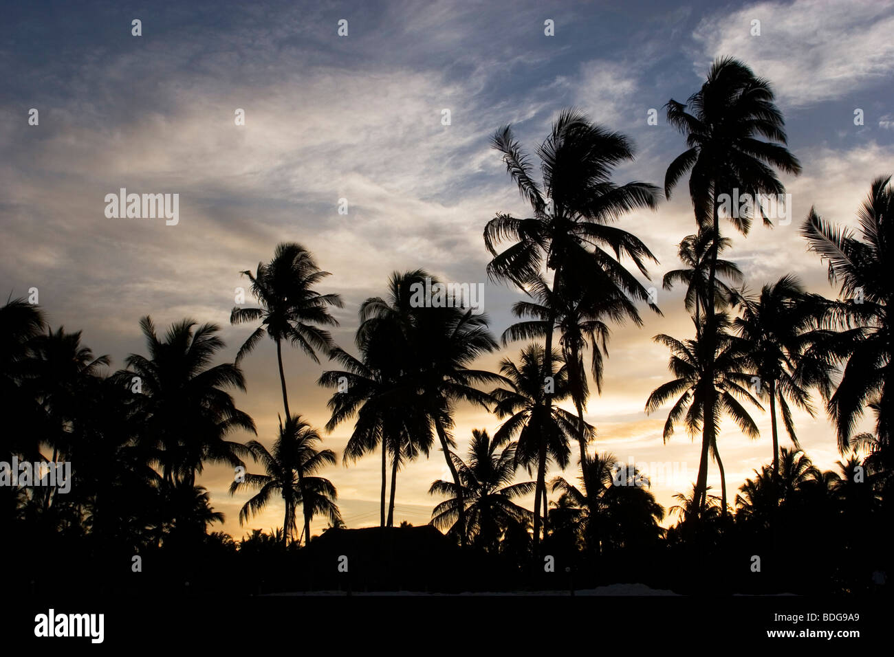 Sunset silhouette di palme che la linea tutta l'isola, comprese qui a Paje. Zanzibar, Tanzania. Foto Stock