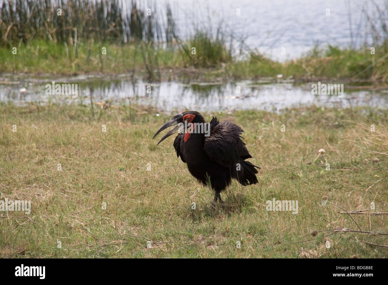 Massa Hornbill squawking in erba con becco aperto nel Botswana Okavango Delta Kwando, - Fiume Linyanti riserva. Foto Stock