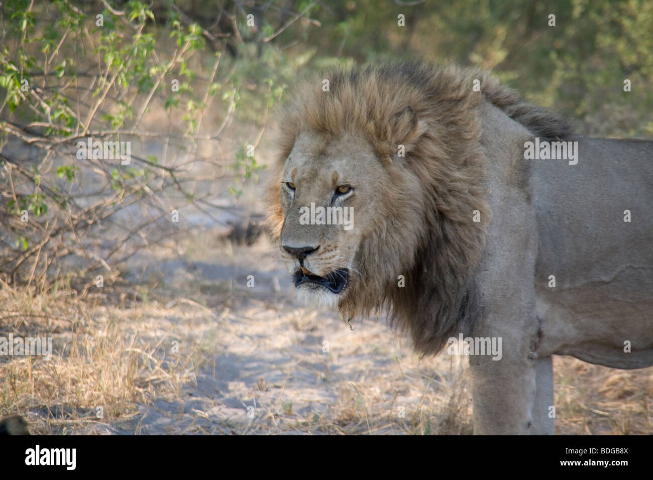 Leone maschio in piedi nel Botswana Okavango Delta Kwando Linyanti - Riserva di Fiume Foto Stock