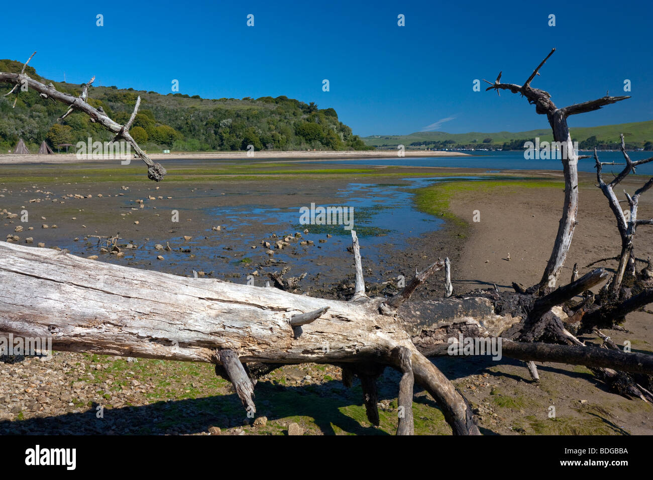 Un albero caduto sulla sponda occidentale di Tomales Bay, California, appena a nord di desiderio del cuore Beach. Foto Stock