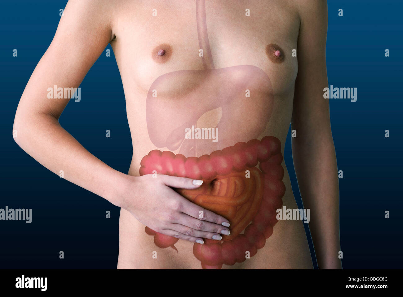 Intestino, disegno Foto Stock