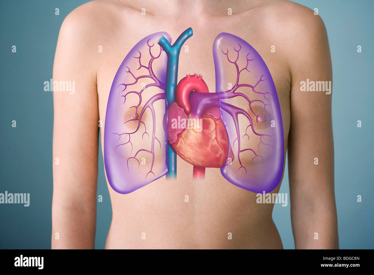 Circolazione polmonare, disegno Foto Stock