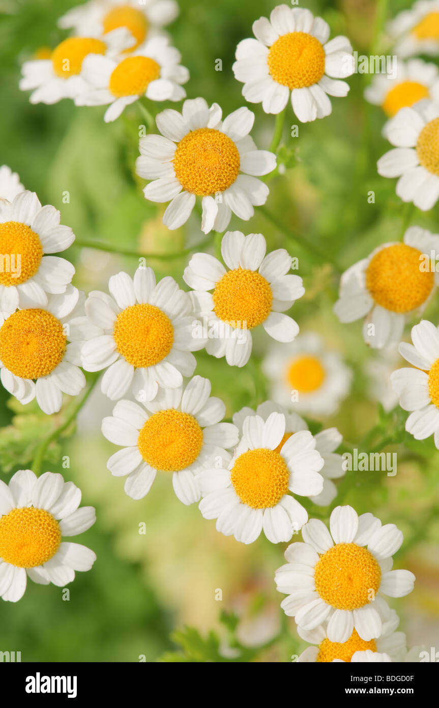 I fiori di camomilla closeup Foto Stock