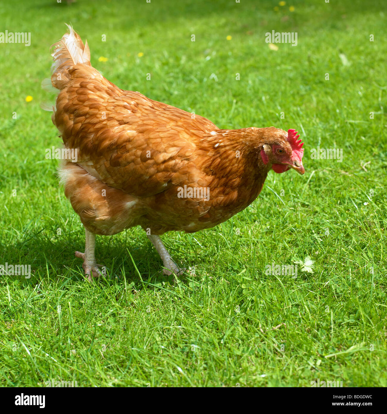 Free Range gallina di organico. Foto Stock