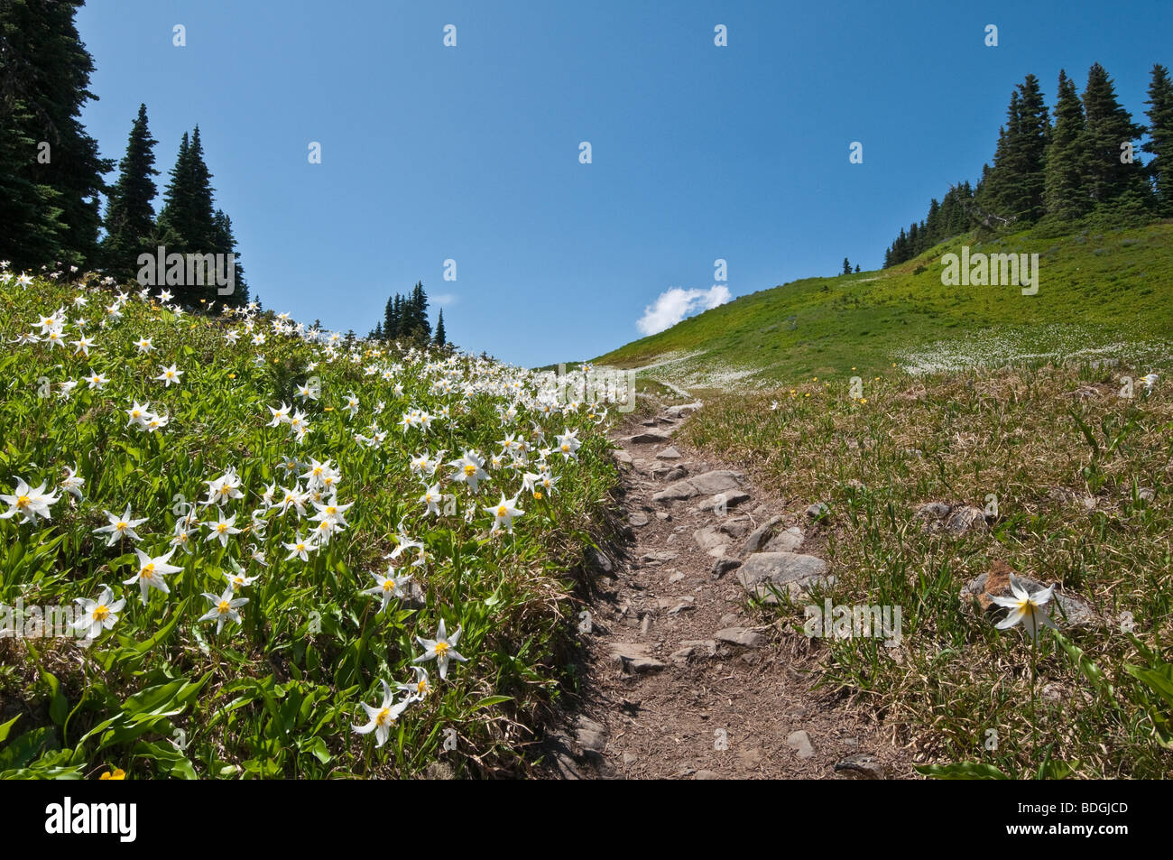 Giglio di valanghe lungo l Alta Divide Trail, il Parco Nazionale di Olympic, Washington. Foto Stock