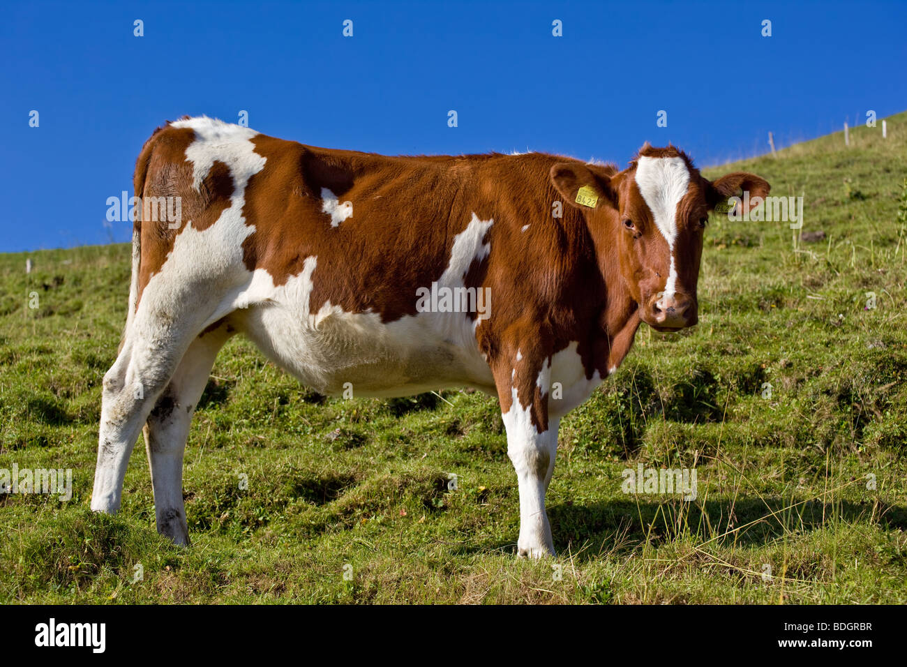 Appenzell marrone e bianco mucca in piedi in un pascolo alpino, Svizzera Foto Stock