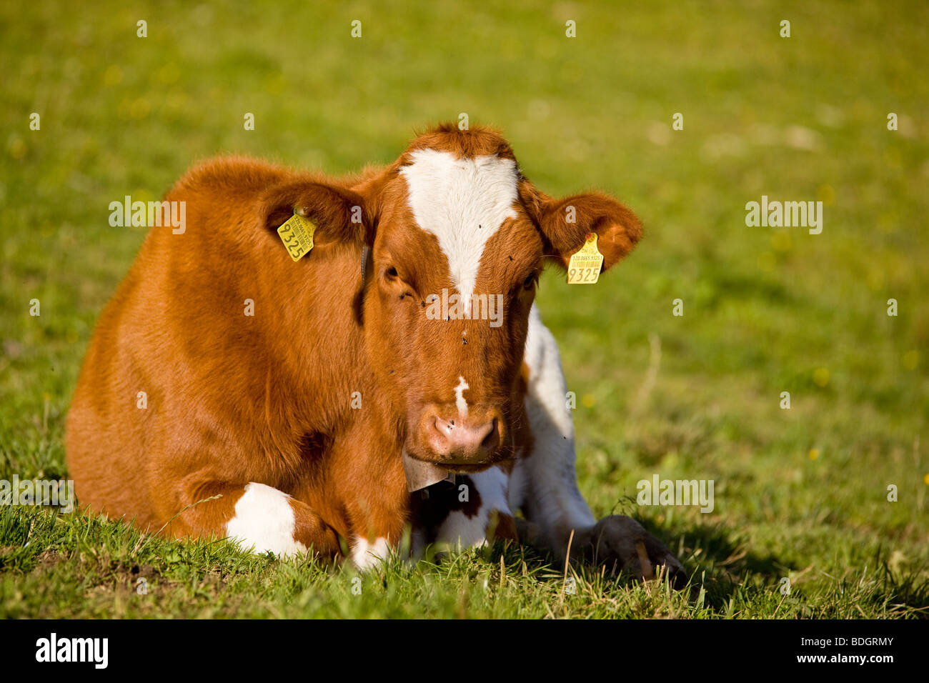 Mucca a riposo sul terreno a pascolo alpino, Appenzell, Svizzera Foto Stock