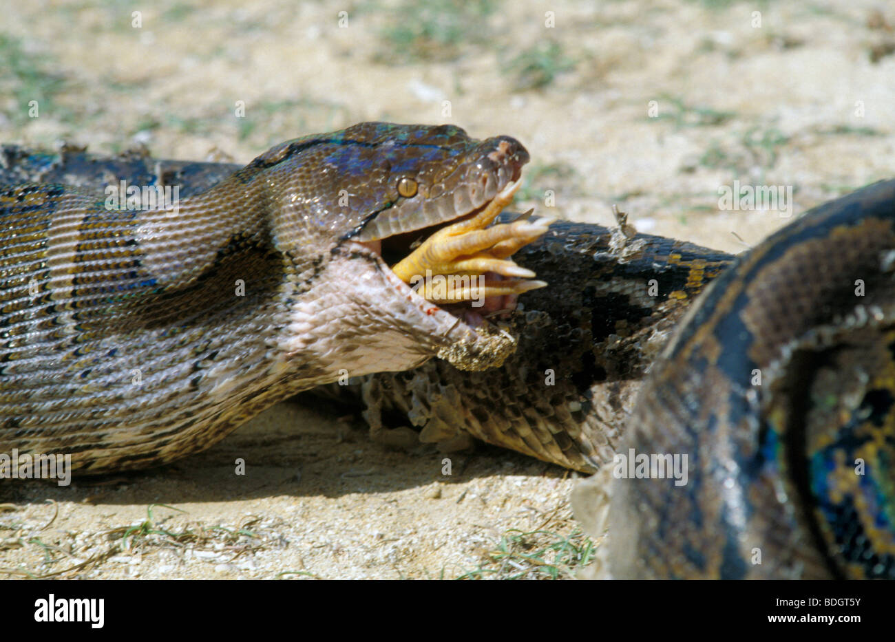 Bali, Indonesia, snake, gallina Foto Stock