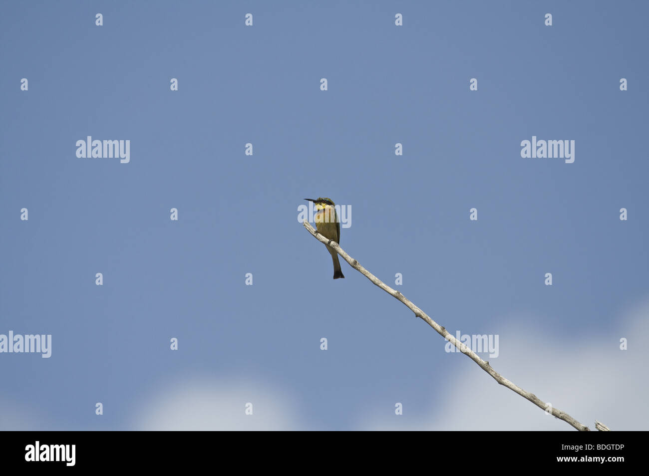 Poco gruccione dalla Riserva Selous Tanzania, East Africa Foto Stock