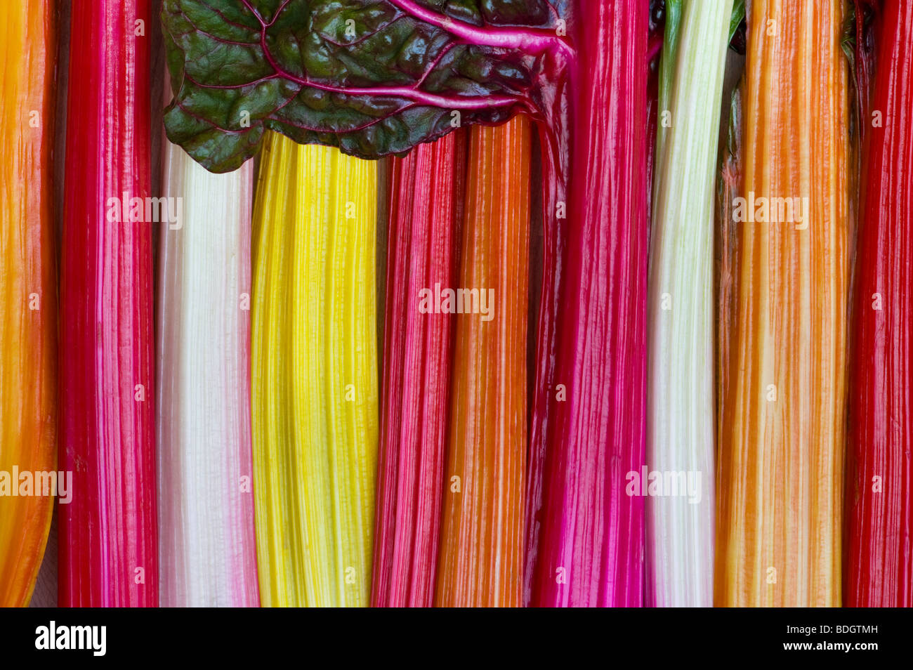 Rainbow chard motivo vegetale Foto Stock