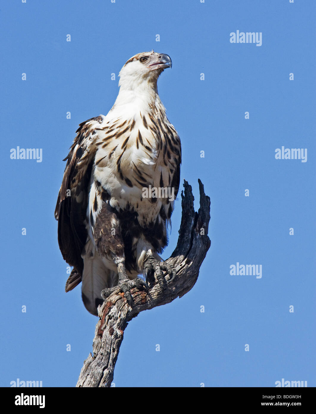 Il novellame Eagle appoggiata nella struttura ad albero, Parco di Kruger. Foto Stock