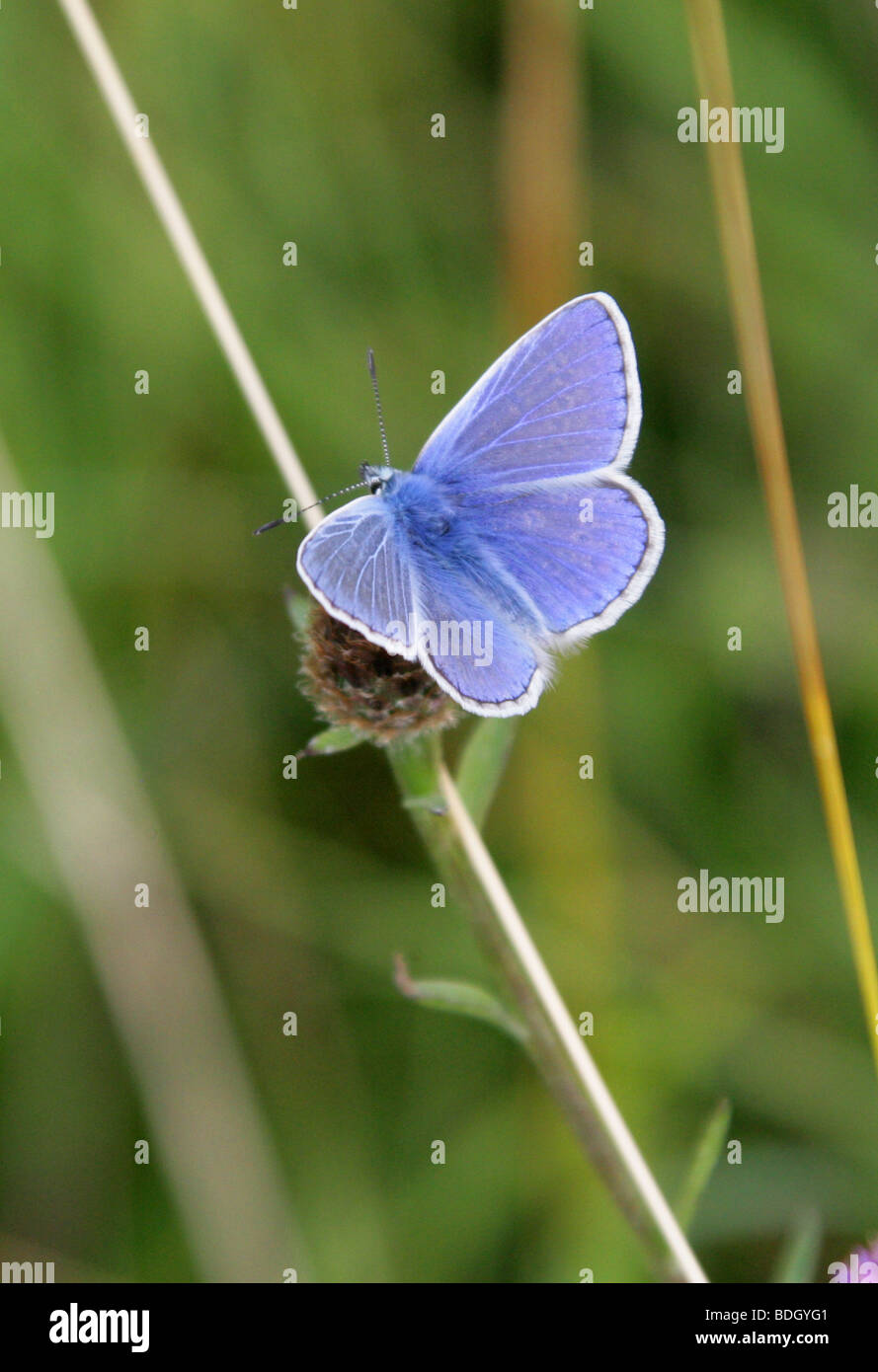 Comune di Blue Butterfly, Polyommatus icarus, Lycaenidae Foto Stock