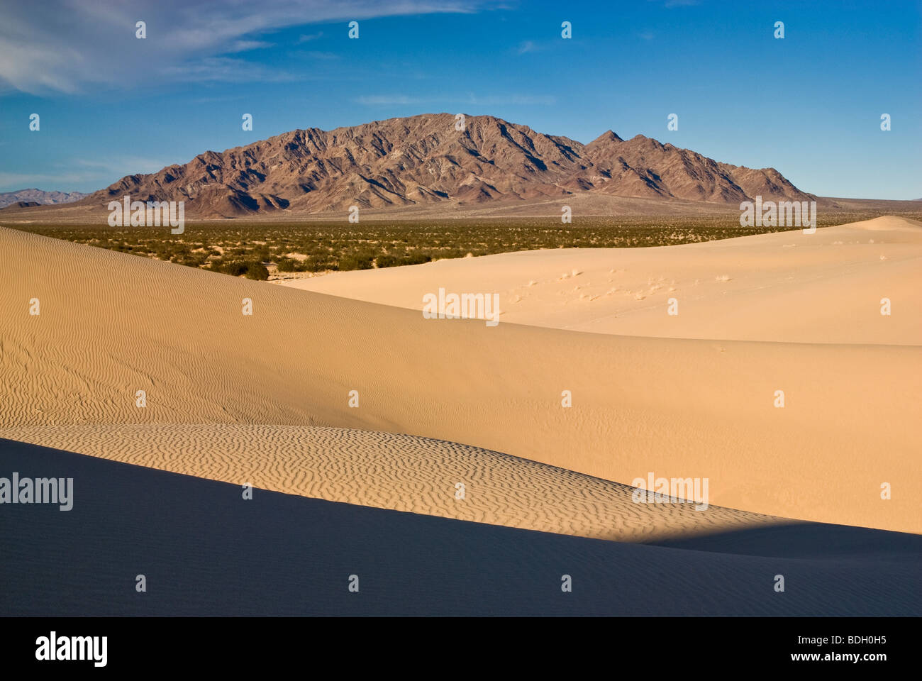 Cadice dune, nave montagne in distanza, Mojave sentieri monumento nazionale, Deserto Mojave, CALIFORNIA, STATI UNITI D'AMERICA Foto Stock