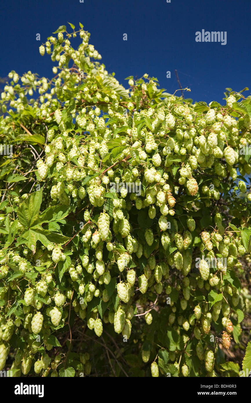 Una pianta femmina della selvaggia luppolo (Humulus lupulus). Allier - Francia. Impianto femelle de houblon sauvage (Allier - Francia). Foto Stock Una pianta femmina della selvaggia luppolo (Humulus lupulus). Allier - Francia. Impianto femelle de houblon sauvage (Allier - Francia). Foto Stock