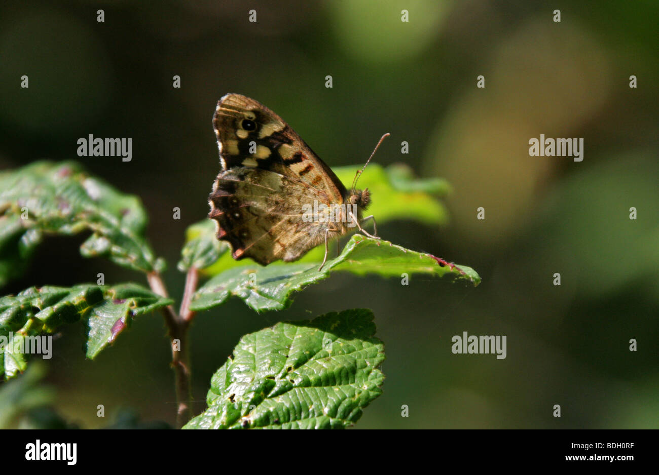 Chiazzato legno Butterfly, Pararge aegeria, Satyrinae, Nymphalidae ,Satyridae Foto Stock