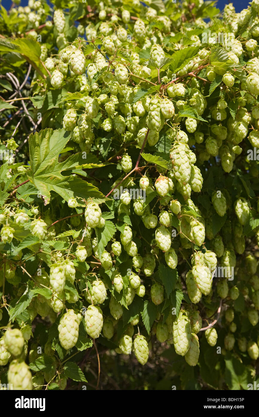 Una pianta femmina della selvaggia luppolo (Humulus lupulus). Allier - Francia. Impianto femelle de houblon sauvage (Allier - Francia). Foto Stock