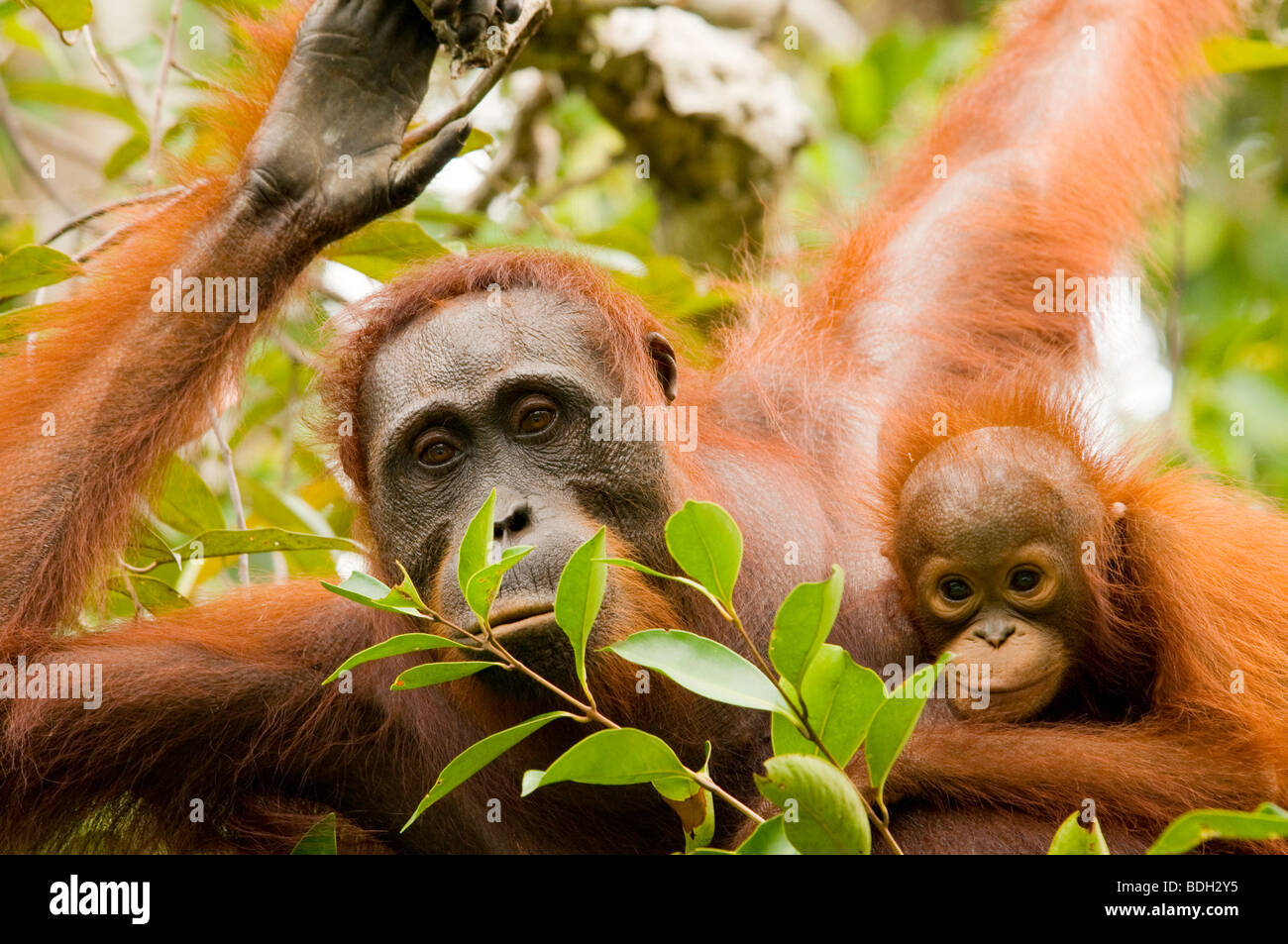 Borneo orangutan, pongo pygmaeus, con il bambino in Tanjung messa national park, Borneo Foto Stock