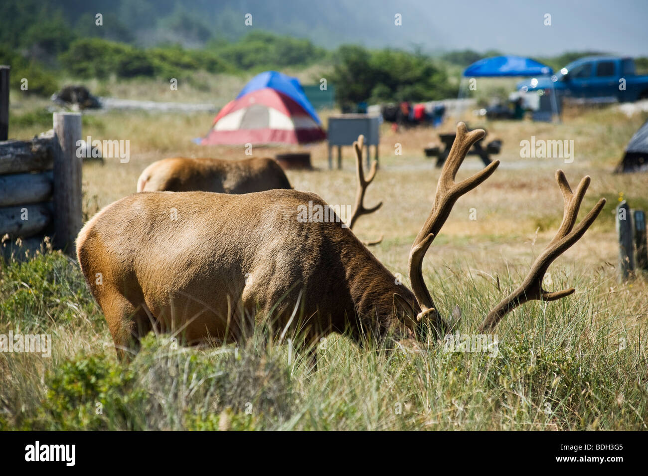 Roosevelt elk - Cervus canadensis roosevelti - in campeggio a Gold Bluffs Beach, Prairie Creek Redwoods State Park, California Foto Stock