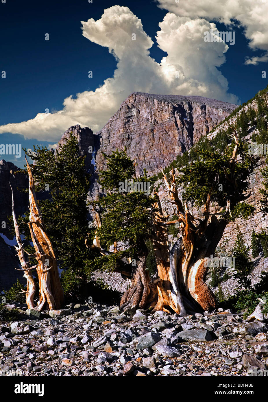 Bristlecone pines e Wheeler Peak. Parco nazionale Great Basin, Nevada. Il cielo è stato aggiunto a questa immagine Foto Stock