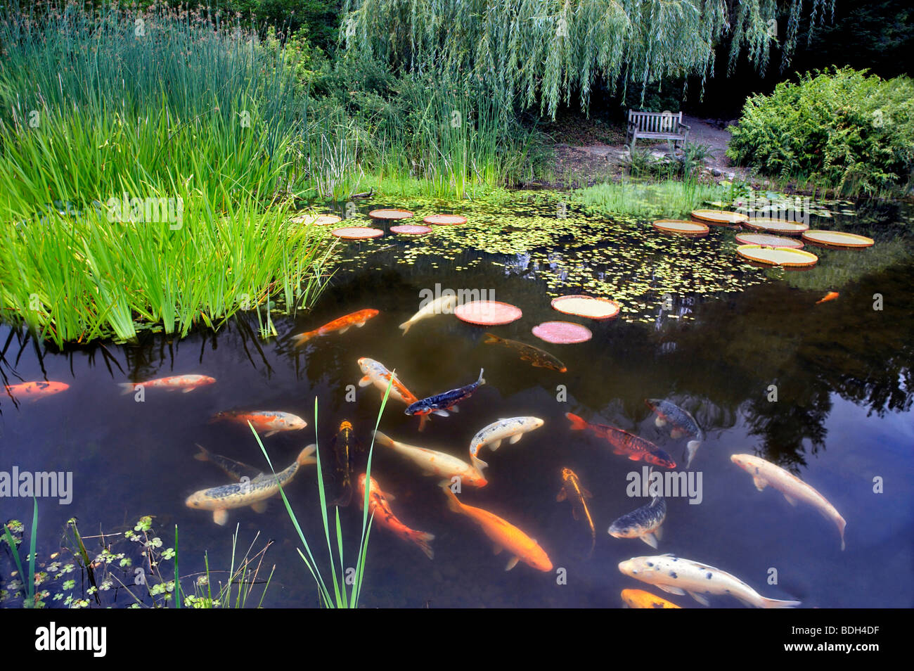 In Koi pond. Hughes giardini d'acqua. Oregon Foto Stock