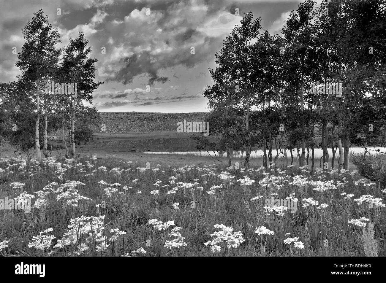 Daisy giallo fiori e alberi di Aspen con sunrise vicino al laghetto di montagna Steens, Oregon Foto Stock