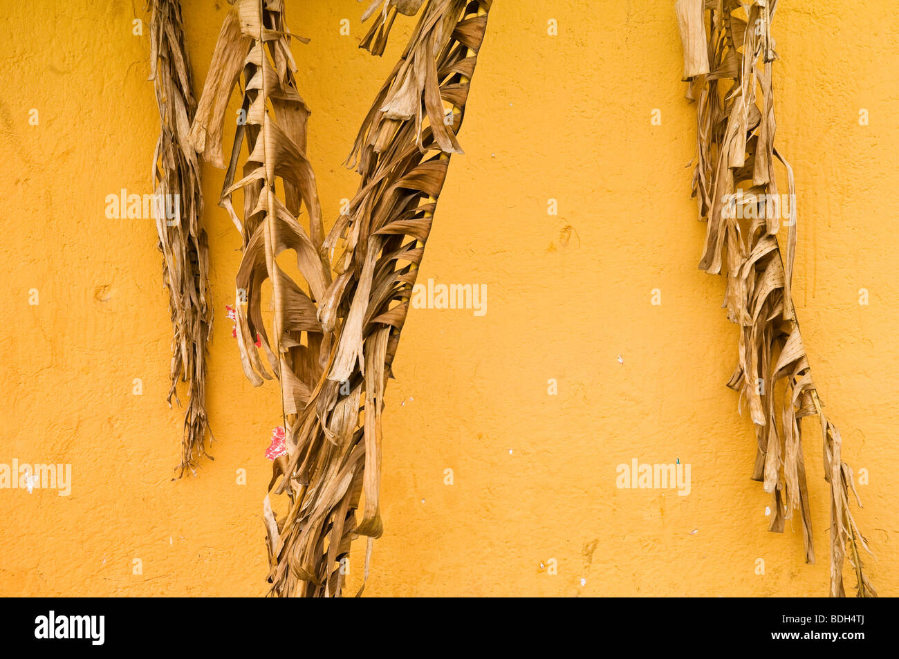 Foglie di banano e parete gialla nella città di Cosal in Sinaloa, Messico. Foto Stock