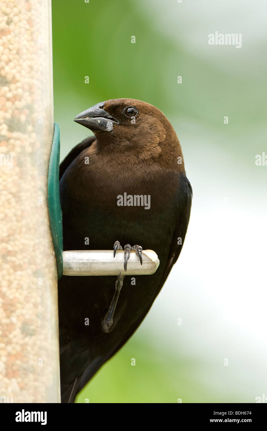 Maschio con testa marrone cowbird (Molothrus ater) a alimentatore. Foto Stock