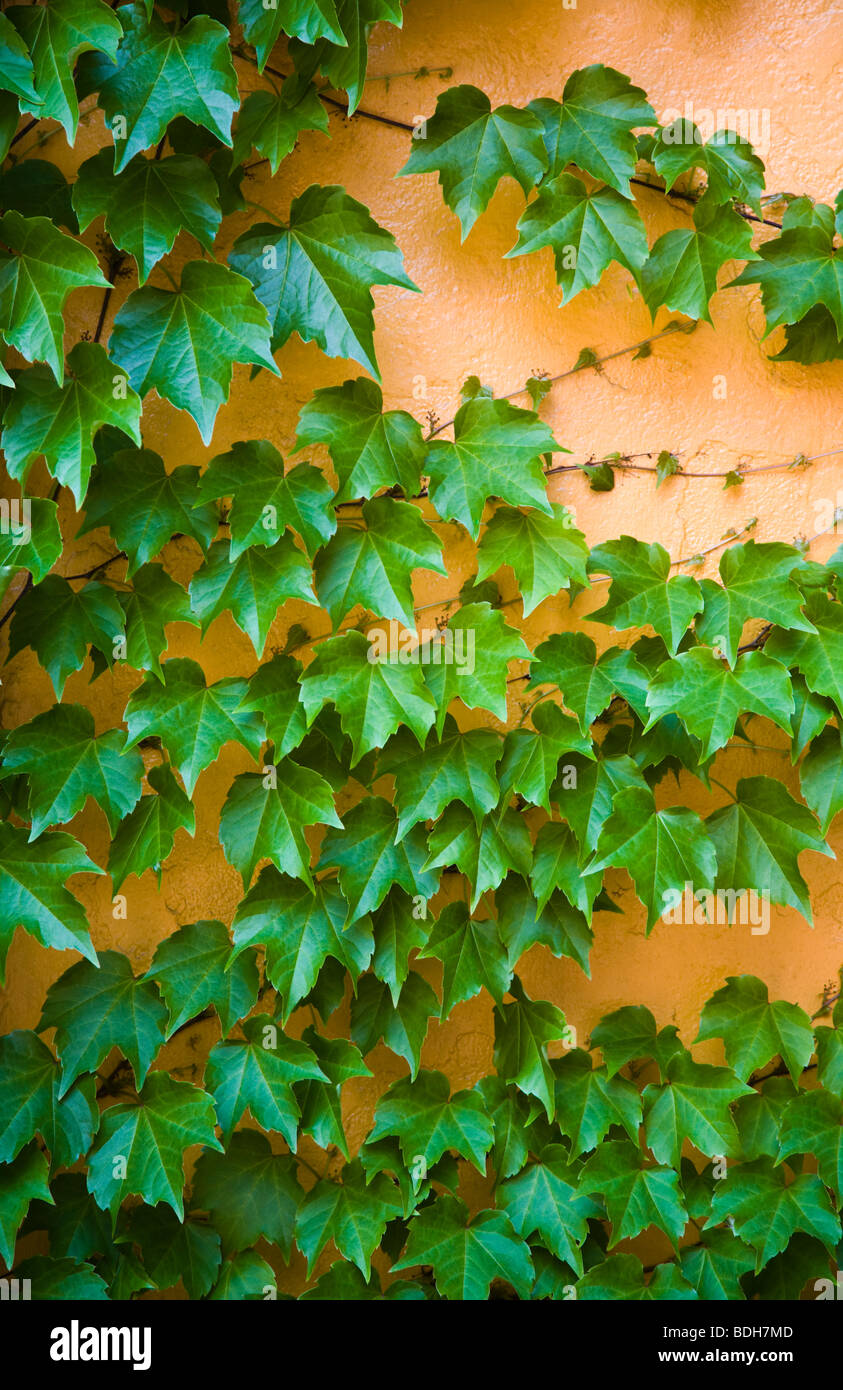 IVY cresce su una parete arancione - BOSTON, MASSACHUSETTS Foto Stock