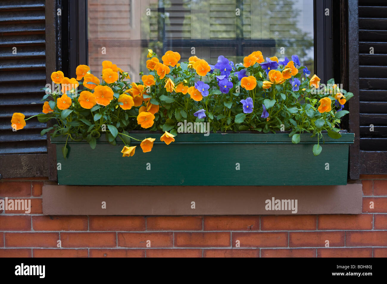 PANSIES in una scatola di vetro di una classica casa di mattoni su Beacon Hill - BOSTON, MASSACHUSETTS Foto Stock