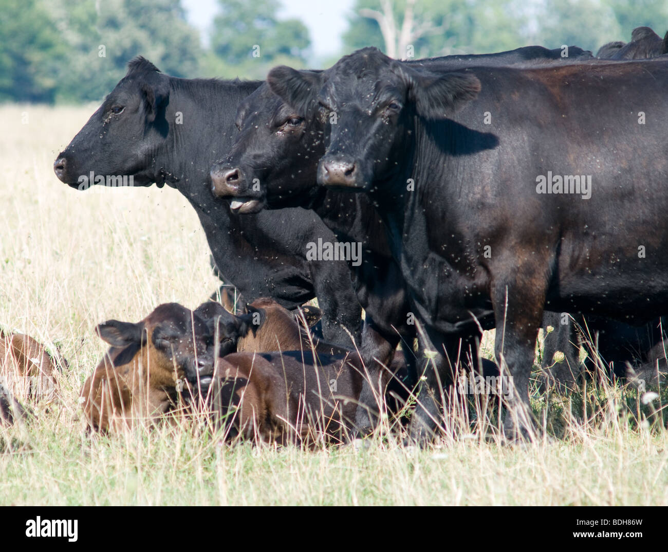 Angus bovini in piedi in campo.vicino a Mt. Vernon, Ohio Foto Stock