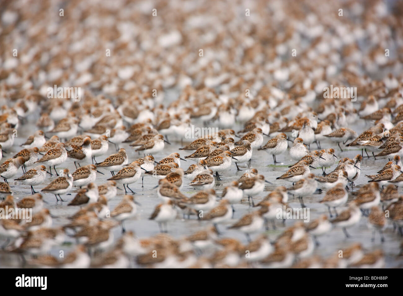 Migrazione Shorebird, principalmente western piro-piro, rame del delta del fiume, vicino a Cordova, Alaska. Foto Stock