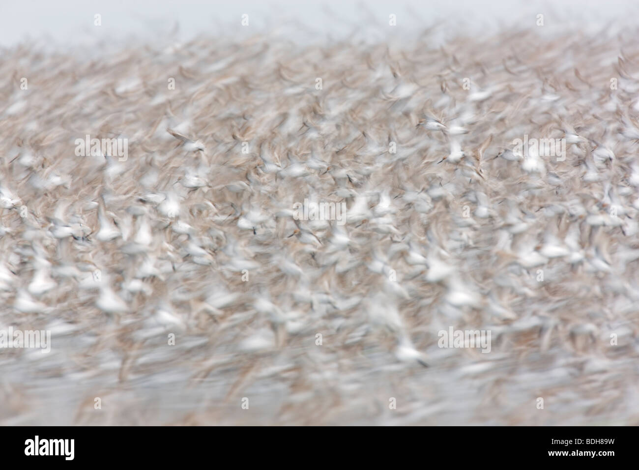 Migrazione Shorebird, principalmente western piro-piro, rame del delta del fiume, vicino a Cordova, Alaska. Foto Stock